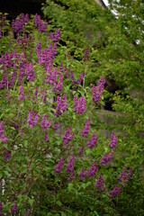 Obraz premium lilac flowers in the garden. Syringa vulgaris in bloom period