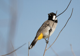 white cheeked bulbul perched on a twig