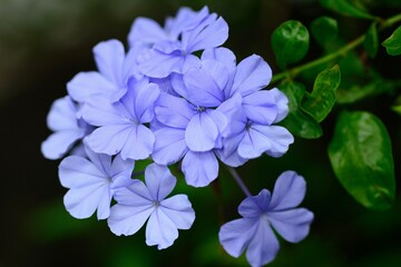 Cape leadwort or white plumbago flowers with natural blurred background.