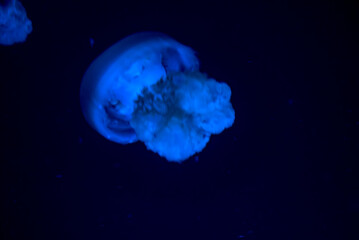 Barrel jellyfish Rhizostoma pulmo in water