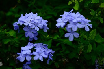 Cape leadwort or white plumbago flowers with natural blurred background.