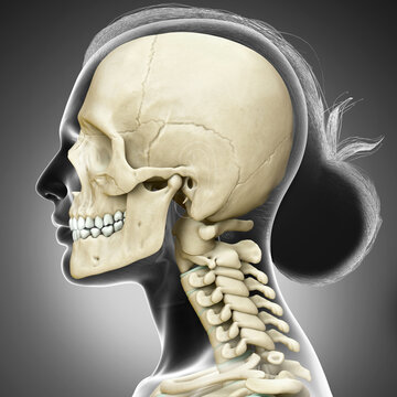 3d rendered, medically accurate illustration of a female scull and neck anatomy