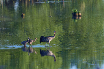 Kranichfamilie im Frühsommer in der Oberlausitz
