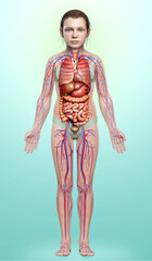 3d rendered medically accurate illustration of the young girl circulatory  system and internal organs