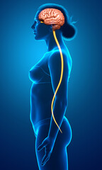 3d rendered medically accurate illustration of the brain