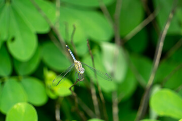 The above image of a dragonfly is perched on a dry branch. And the green leaf background.