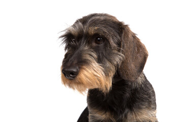 Hard-haired Dachshund on a white background.