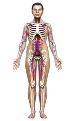 3d rendered medically accurate illustration of the female circulatory and skeleton system
