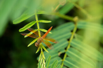 Dragonfly is perched on the tree