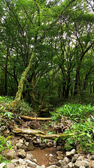 한국 제주도 한라산 둘레길 천아숲길 풍경