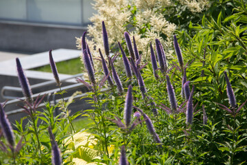 Flowers in a city park.