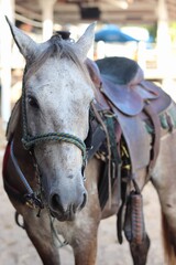 portrait of a brown horse