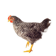 Barred Plymouth Rock hen isolated