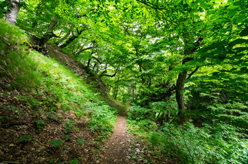 Slope of mount Beshtau