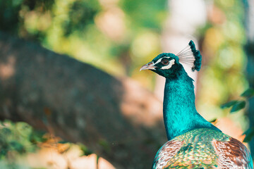 Fototapeta premium Big colorful peacock bird in nature. Selective focus aond teal and orange style.