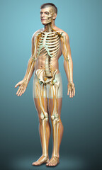Fototapeta na wymiar 3d rendered medically accurate illustration of the nervous system and skeleton system