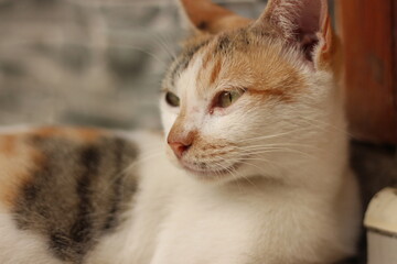 A cat portrait. Cat is posing in a home
