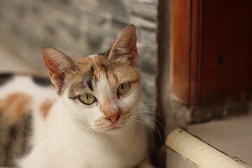 A cat portrait. Cat is posing in a home
