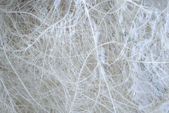 Growing cannabis indica. Roots of cannabis. Deep water culture. Cultivation cannabis. Hemp CBD in roots.