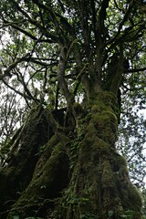 African jungle in Tanzania