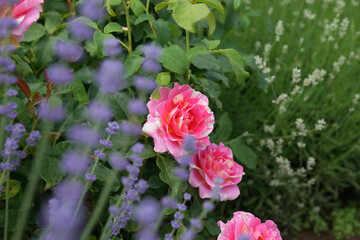 Purple lavender in the summer garden
