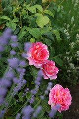 Purple lavender in the summer garden