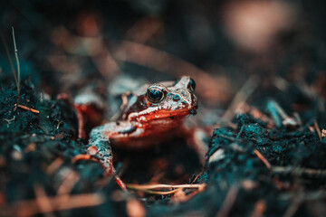 Makro: Ein Frosch sitzt auf feuchtem Waldboden in einem Nadelwald.