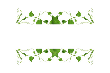 Floral Desaign. Twisted jungle vines liana plant with heart shaped green leaves isolated on white background, clipping path included.