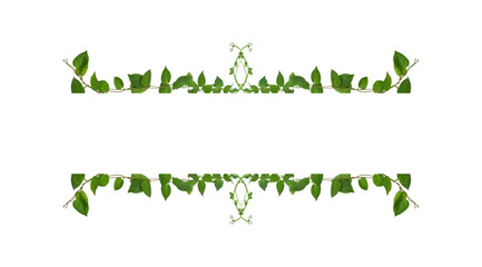 Floral Desaign. Twisted jungle vines liana plant with heart shaped green leaves isolated on white background, clipping path included.