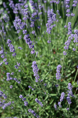 Purple lavender in the summer garden