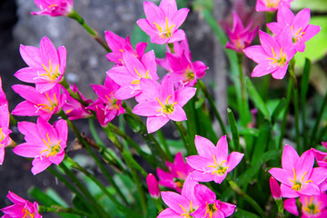 Fresh colorful flower pink rain lily field with water drops  blooming in nature garden background