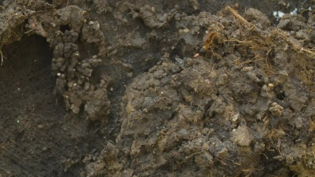 Macro shooting of soil slit. The roots of plants are visible, insects crawl in the earth, camera slowly moving along the ground. Abstract textured background