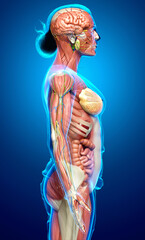 3d rendered medically accurate of the female anatomy
