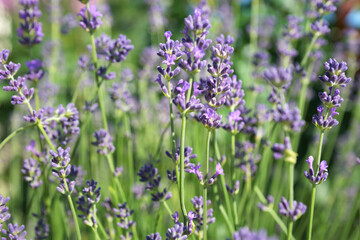 Purple lavender in the summer garden