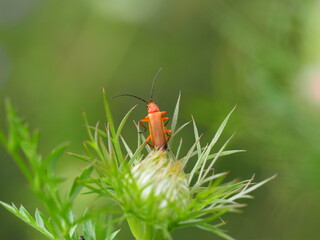 Roter Weichkäfer (Rhagonycha fulva) sitzt auf gemeiner Schafgarbe (Achillea millefolium) und...