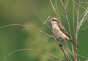 Isabelline Shrike perched on twig, Bahrain