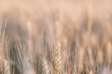 Fototapeta premium yellow wheat field with beautiful spikelets
