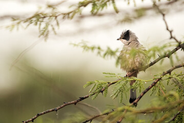 Grey Hypocolius in rain, Bahrain
