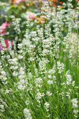 White lavender in the summer garden