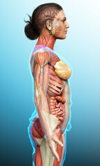 3d rendered medically accurate of the female anatomy