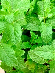 Menthe fra&icirc;che 
