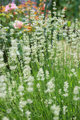 White lavender in the summer garden