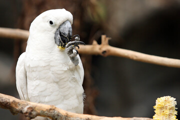 white parrot