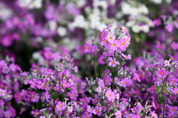 Obraz premium purple flowers in the field