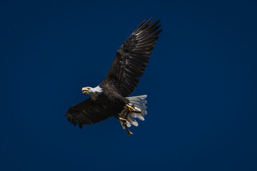 bald eagle flying with a fish