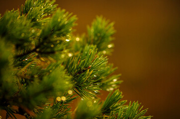 Pine branch with water drops, nature