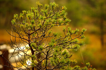 Small pine with drops of rain