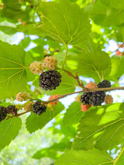 mulberry berries on a tree