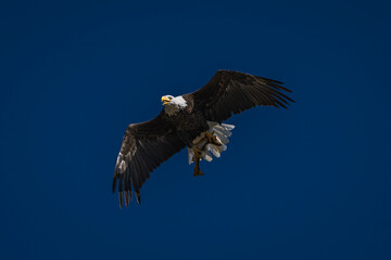 Bald Eagle catching fish