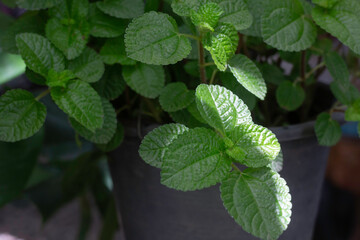 Beautiful green leaves plant in resort garden